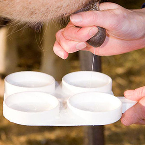 Мастит у коровы - причины заболевания и его виды