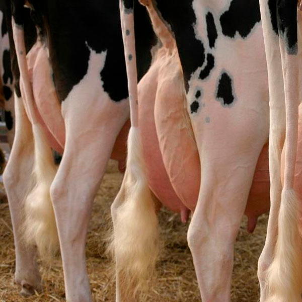Симптомы мастита у коровы