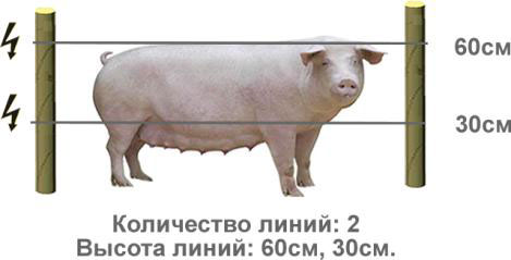 Электроизгородь для свиней