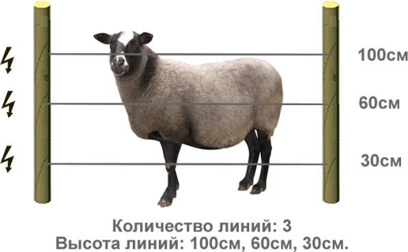 Электроизгородь для овец
