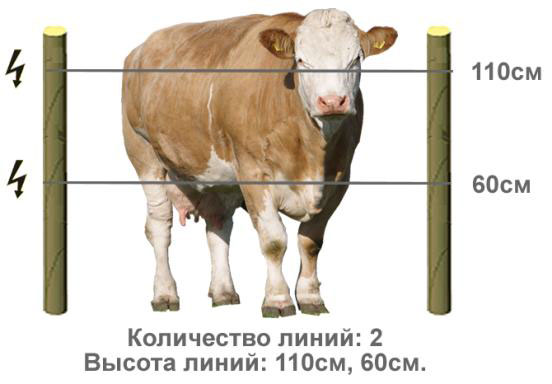 Электроизгородь для коров